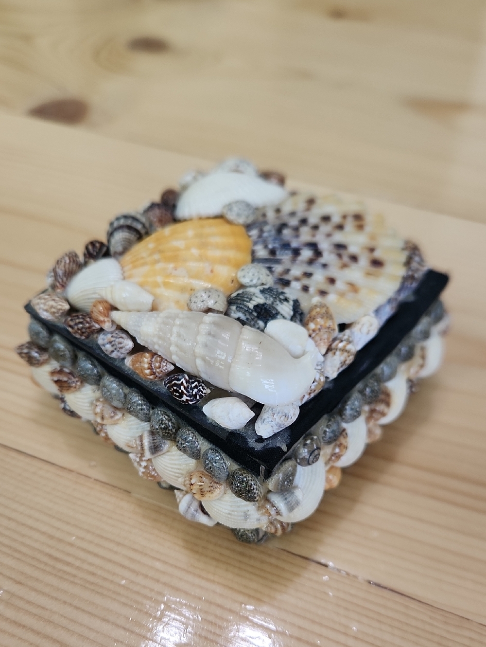 Vintage Sea Shell Trinket Box Black Velvet Lined Coastal Jewelry Keepsake Case